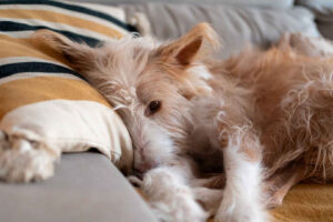 Prohibited foods for dogs with kidney failure