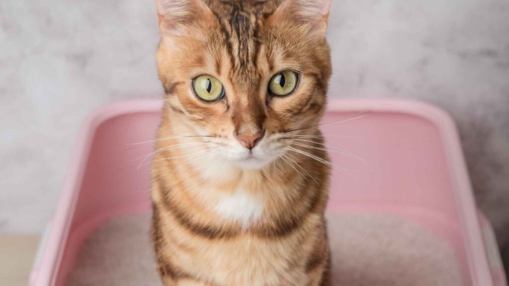 Is silica litter for cats good?
