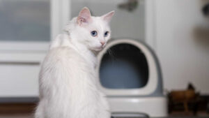 How to teach a cat to use the litter box