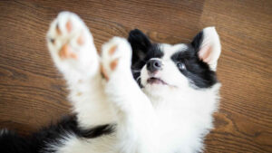 Osteoarthritis in dogs