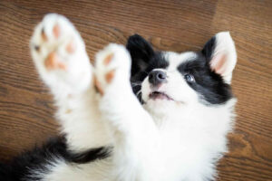 Osteoarthritis in dogs: symptoms, treatment and care to improve their lives