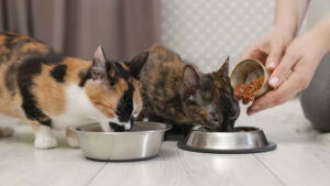 How much wet food should a cat eat a day If you are thinking of including wet food in your kitty's diet