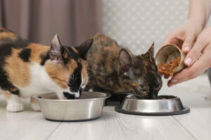 How much wet food should a cat eat a day?