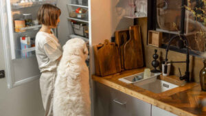 How to store and serve cooked dog food?