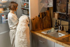 How to store and serve cooked dog food?