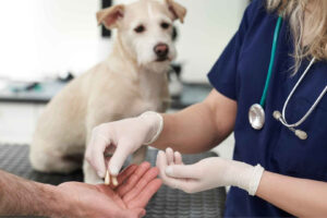 Deworming a dog: how often should you do it?