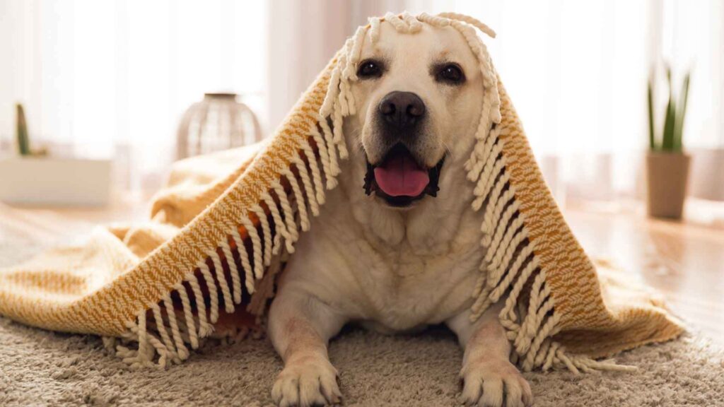 How do I know if my dog is cold