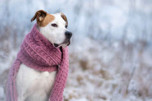 How do I know if my dog is cold?