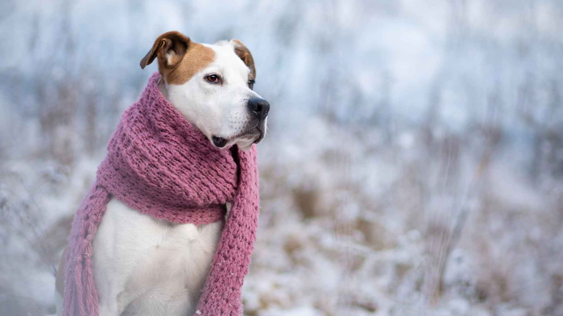 How do I know if my dog is cold?