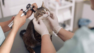 Otitis in cats