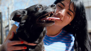 Black dogs: the most popular breeds