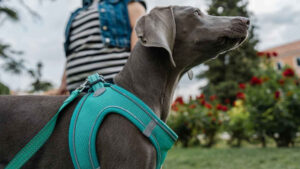 How to put a harness on a dog