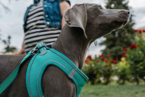 How to put a harness on a dog?