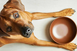 Hydrolyzed Protein Foods for Dogs: Pros, Cons, and Alternatives